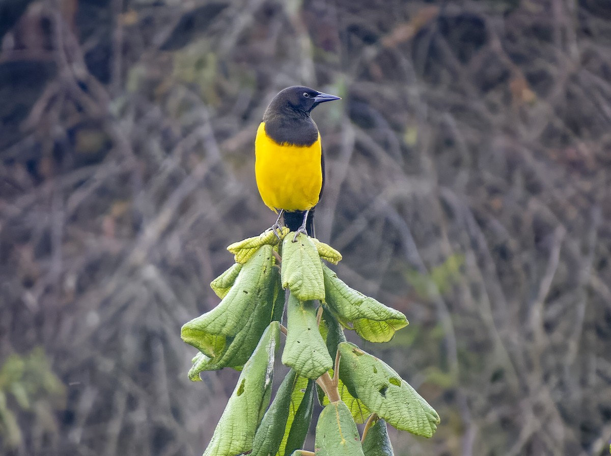 Yellow-rumped Marshbird - Marco Silva