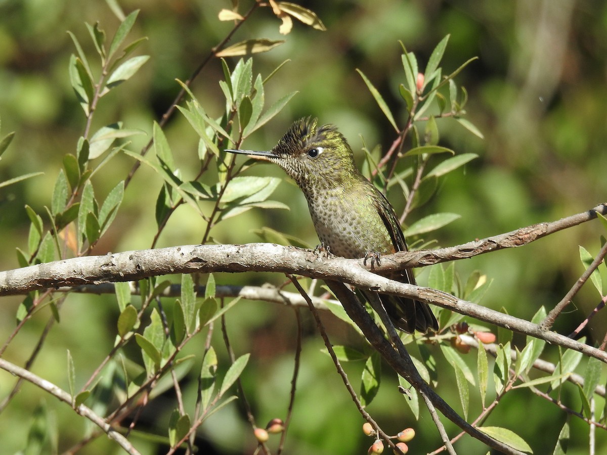 Green-backed Firecrown - ML617102377