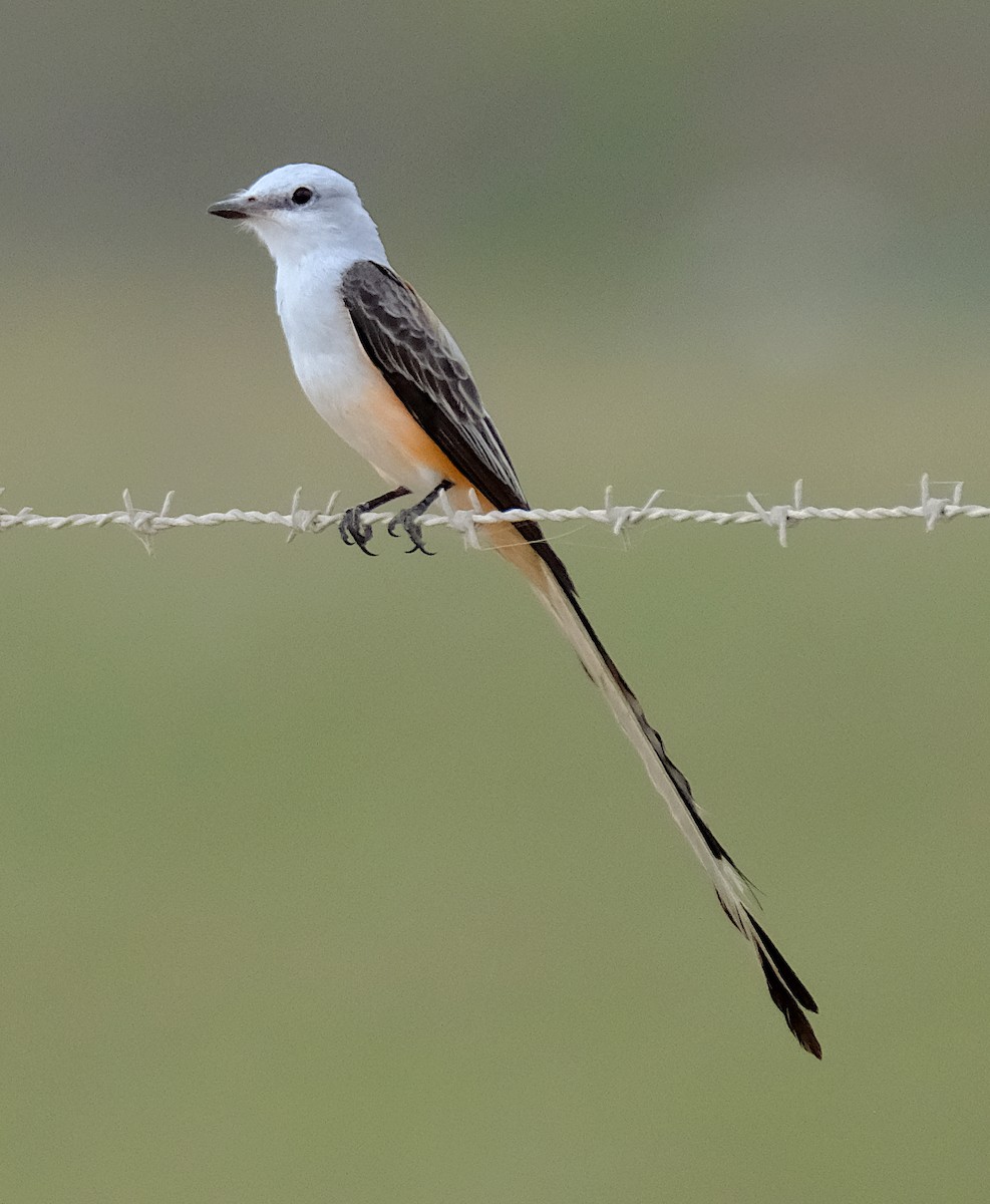 Scissor-tailed Flycatcher - David Zittin