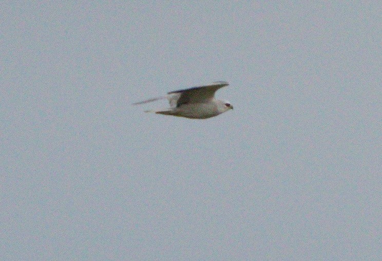 Black-winged Kite - Egon Comploi