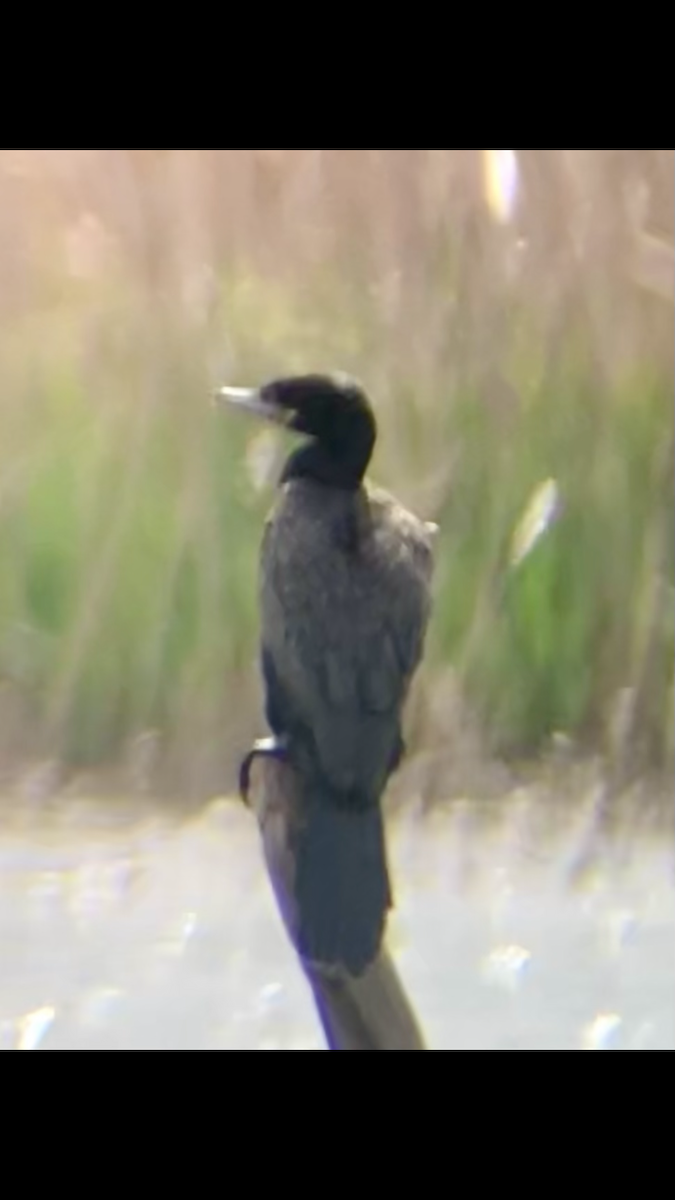 Neotropic Cormorant - debbie martin