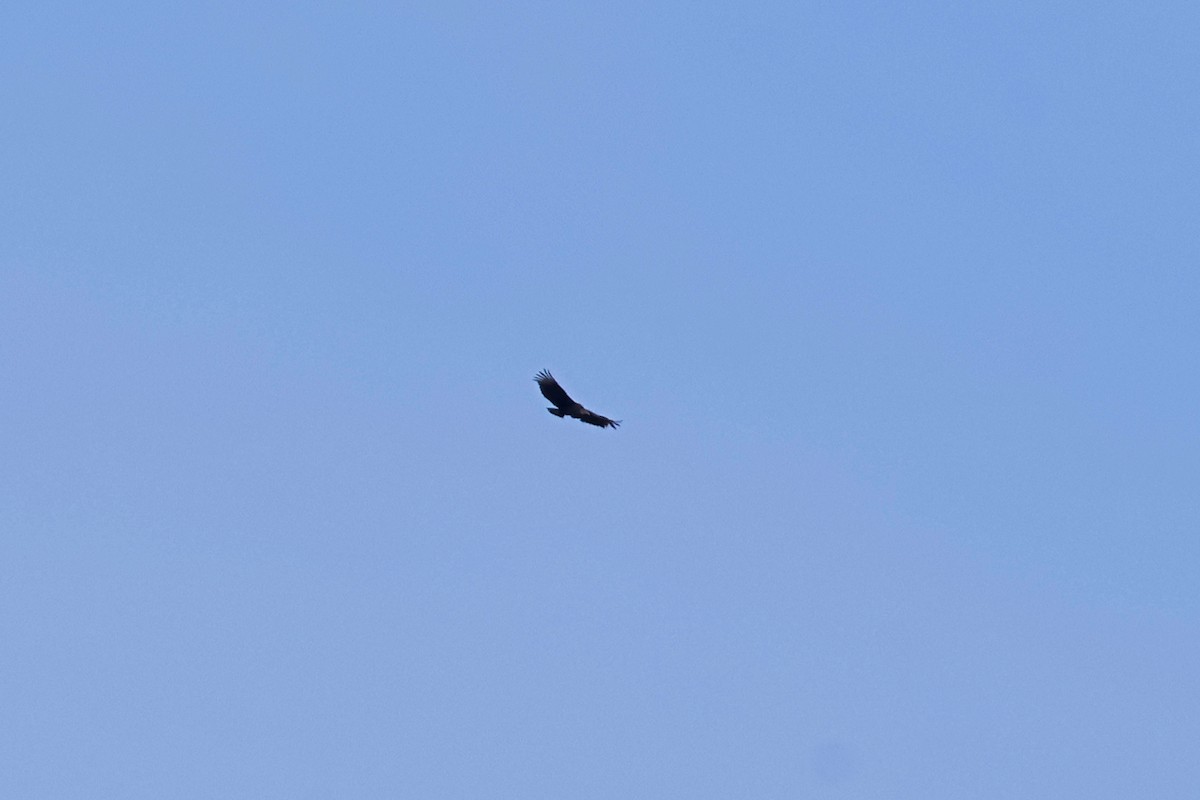 Black Vulture - ML617102658