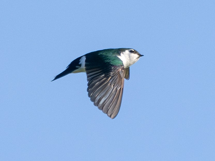 Violet-green Swallow - ML617102680