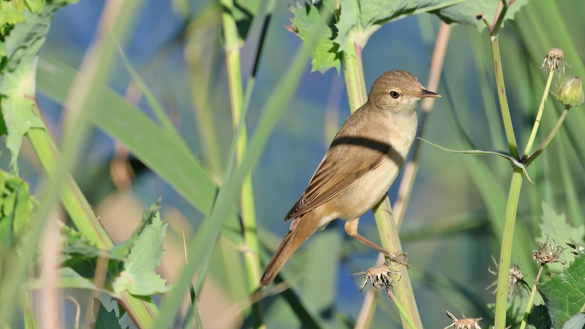Common Reed Warbler - ML617102685