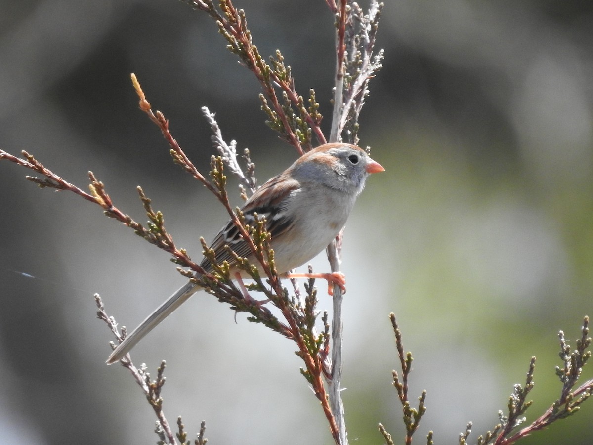 Field Sparrow - ML617102813