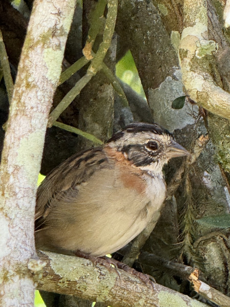 Rufous-collared Sparrow - AC Verbeek
