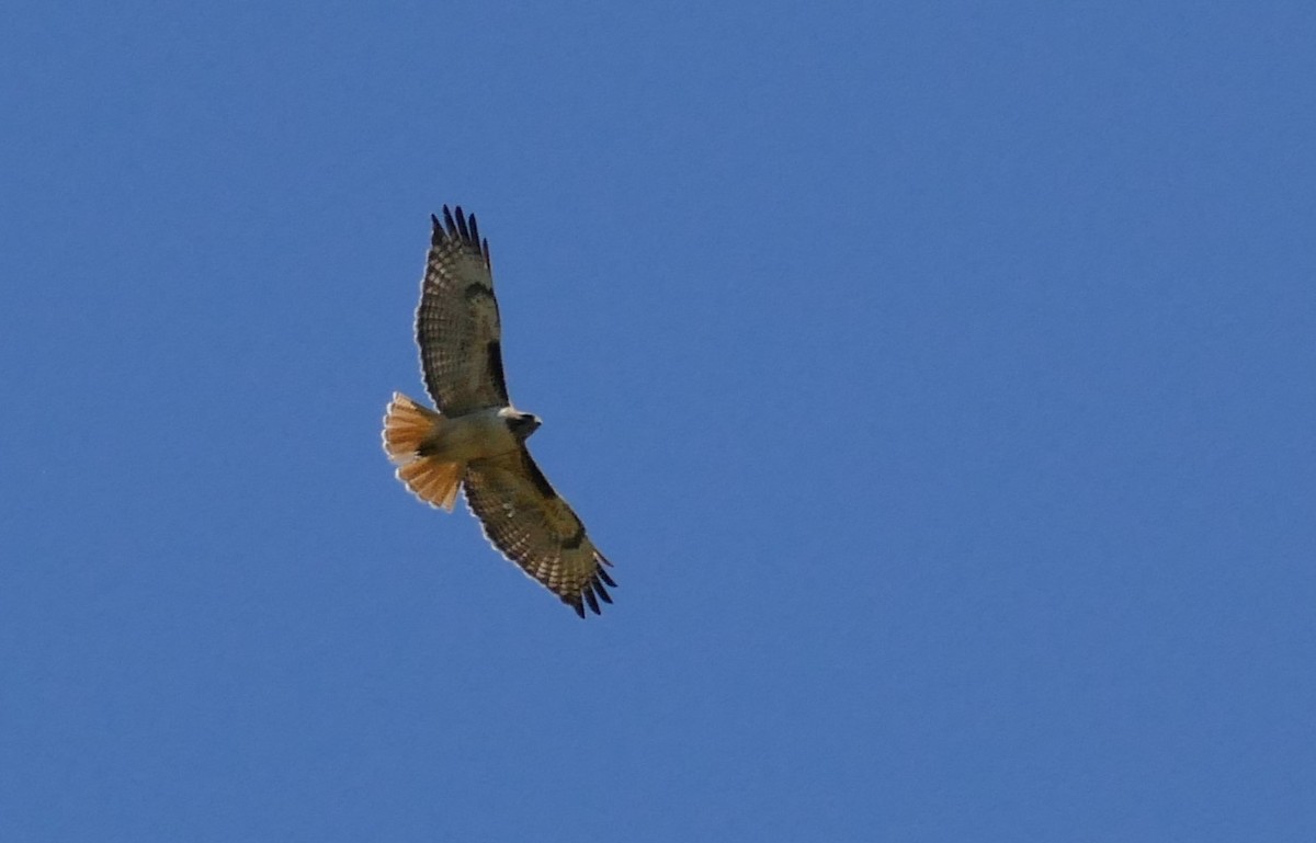 Red-tailed Hawk - ML617102841