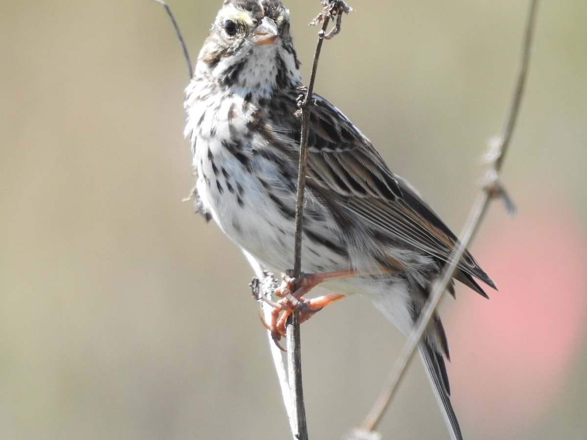 Savannah Sparrow - ML617102875