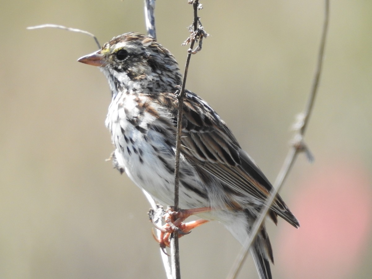 Savannah Sparrow - ML617102876