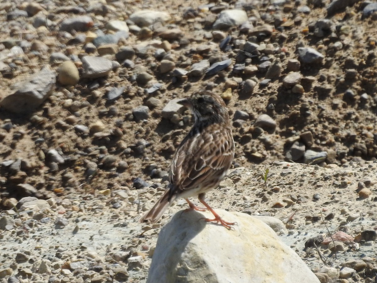 Savannah Sparrow - ML617102878