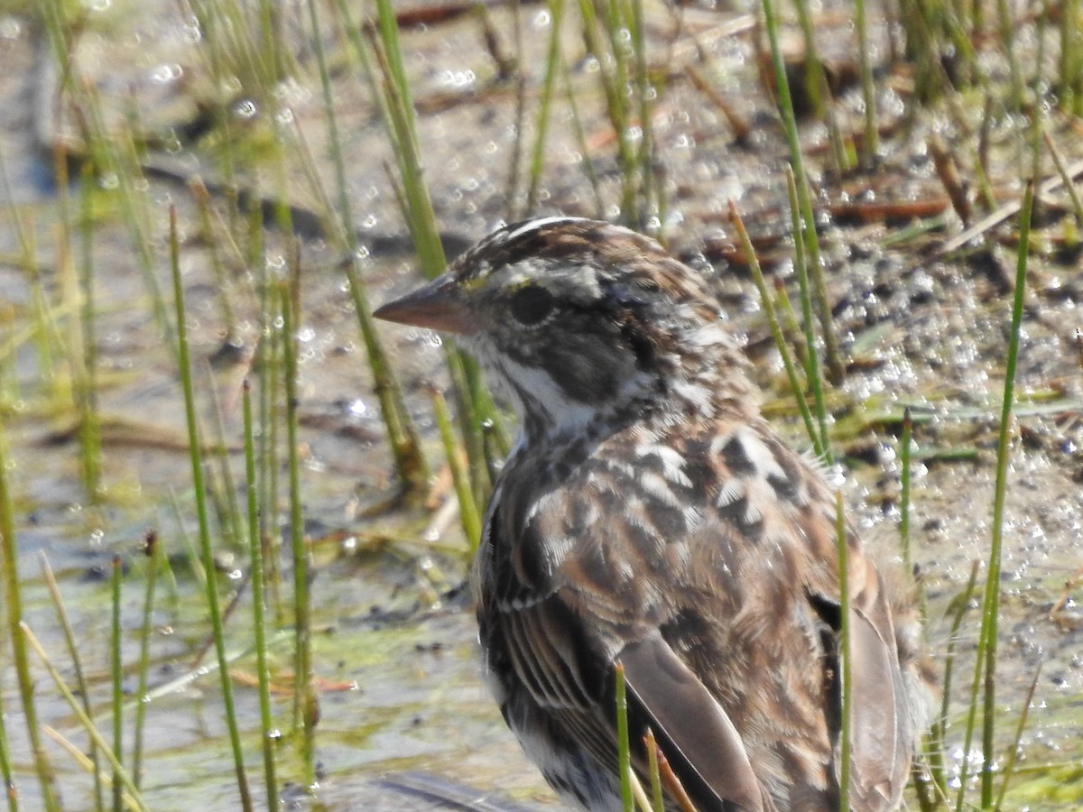 Savannah Sparrow - ML617102881