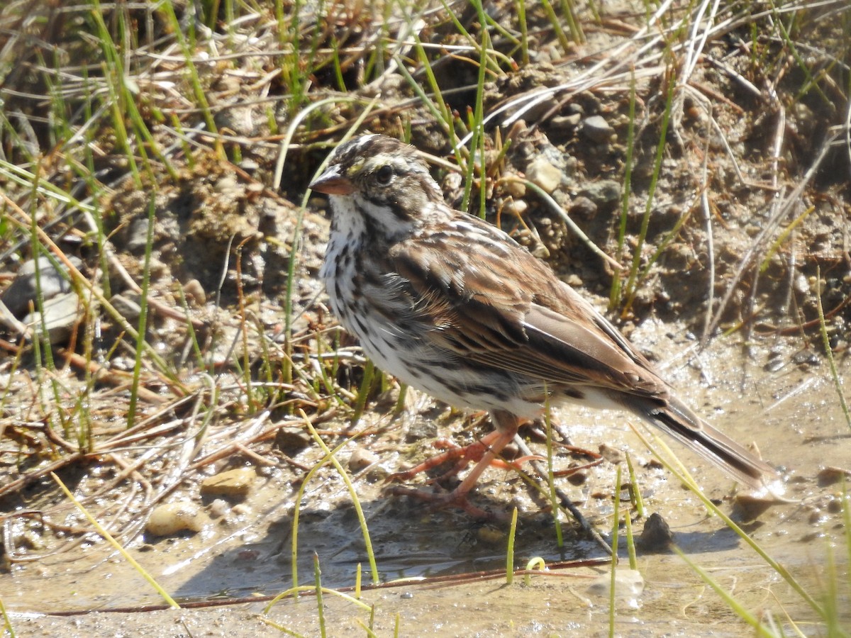 Savannah Sparrow - ML617102882
