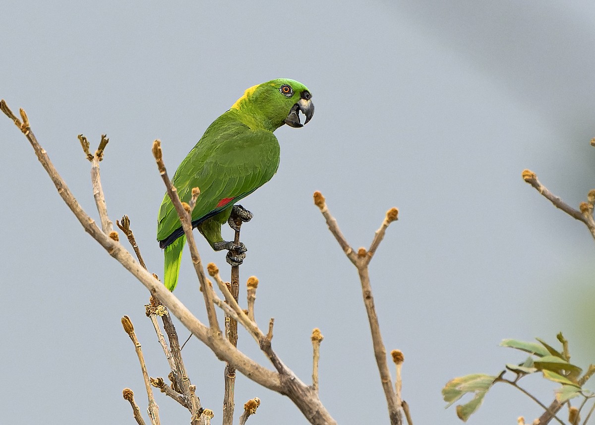 Yellow-naped Parrot - ML617103071