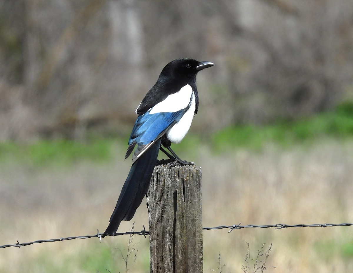Black-billed Magpie - Ron Youngs