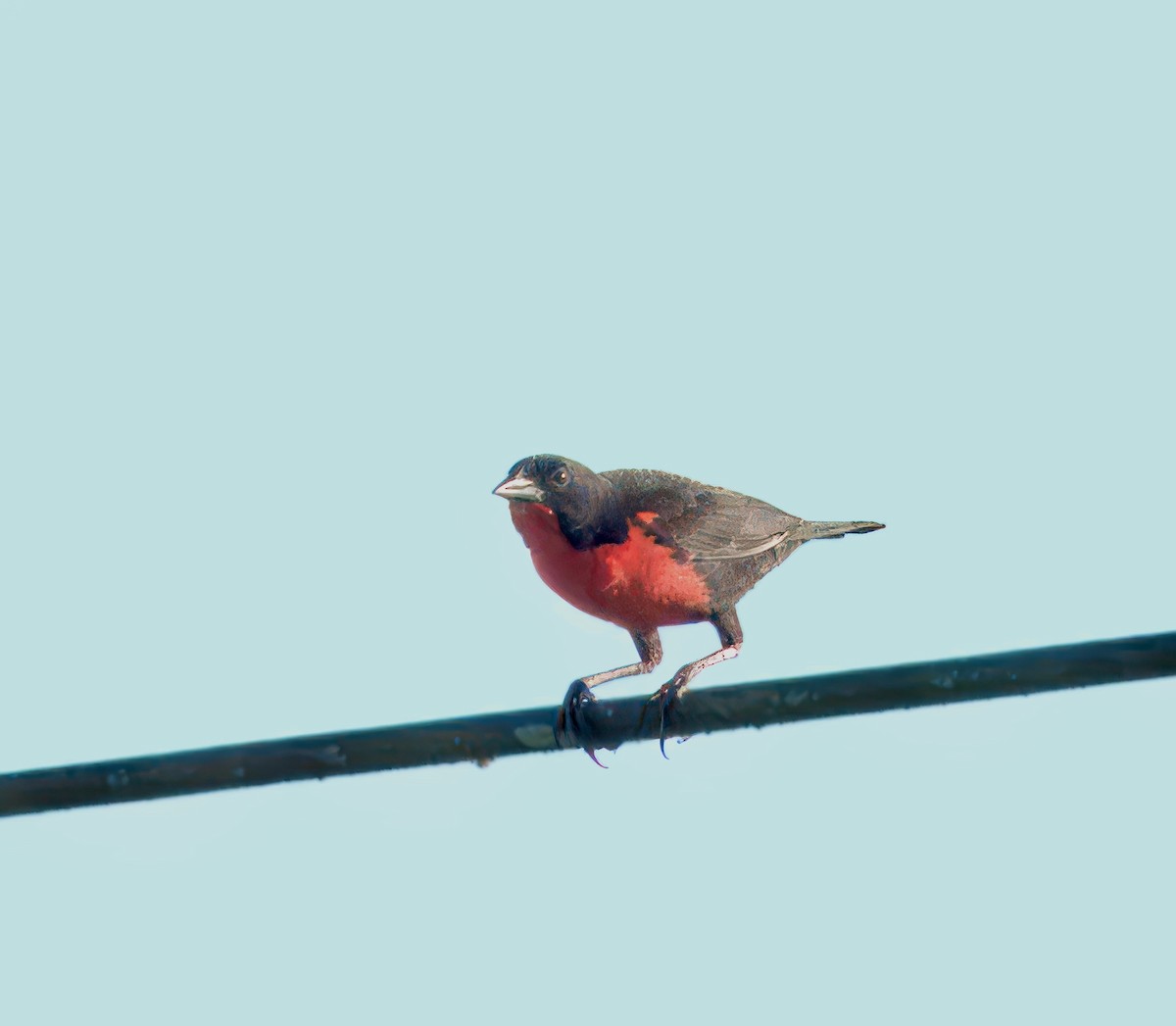 Red-breasted Meadowlark - ML617103101