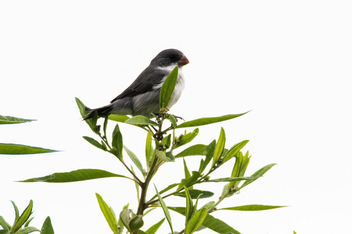 White-bellied Seedeater - ML617103186
