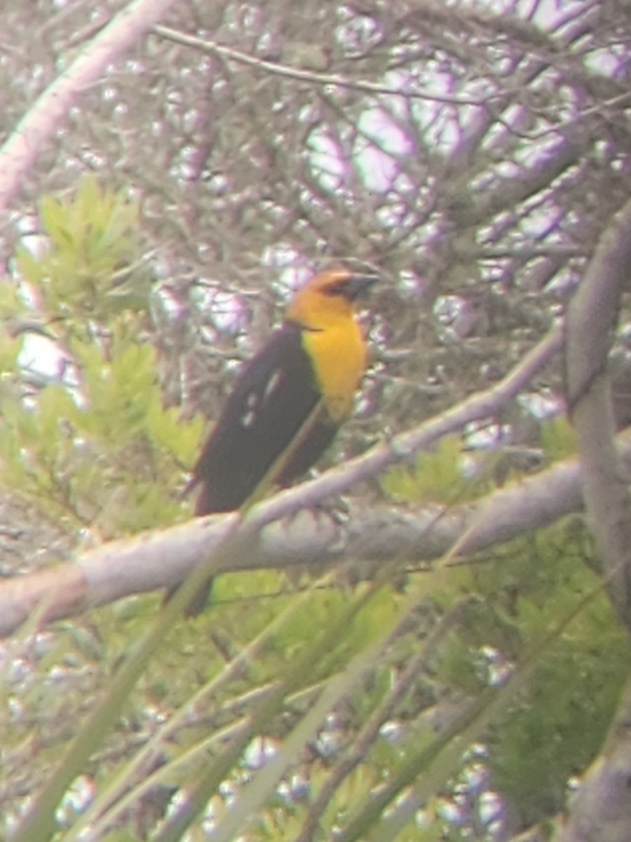 Yellow-headed Blackbird - ML617103263