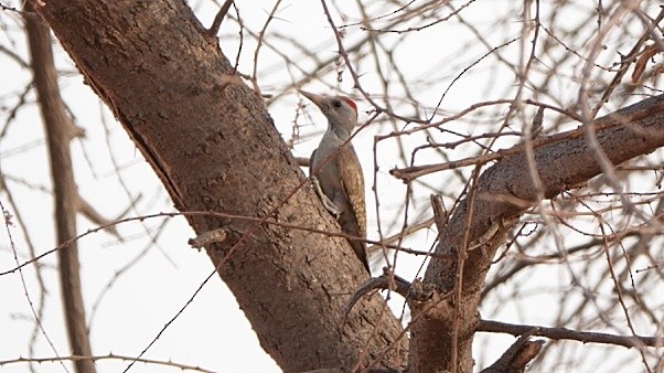 African Gray Woodpecker - ML617103327