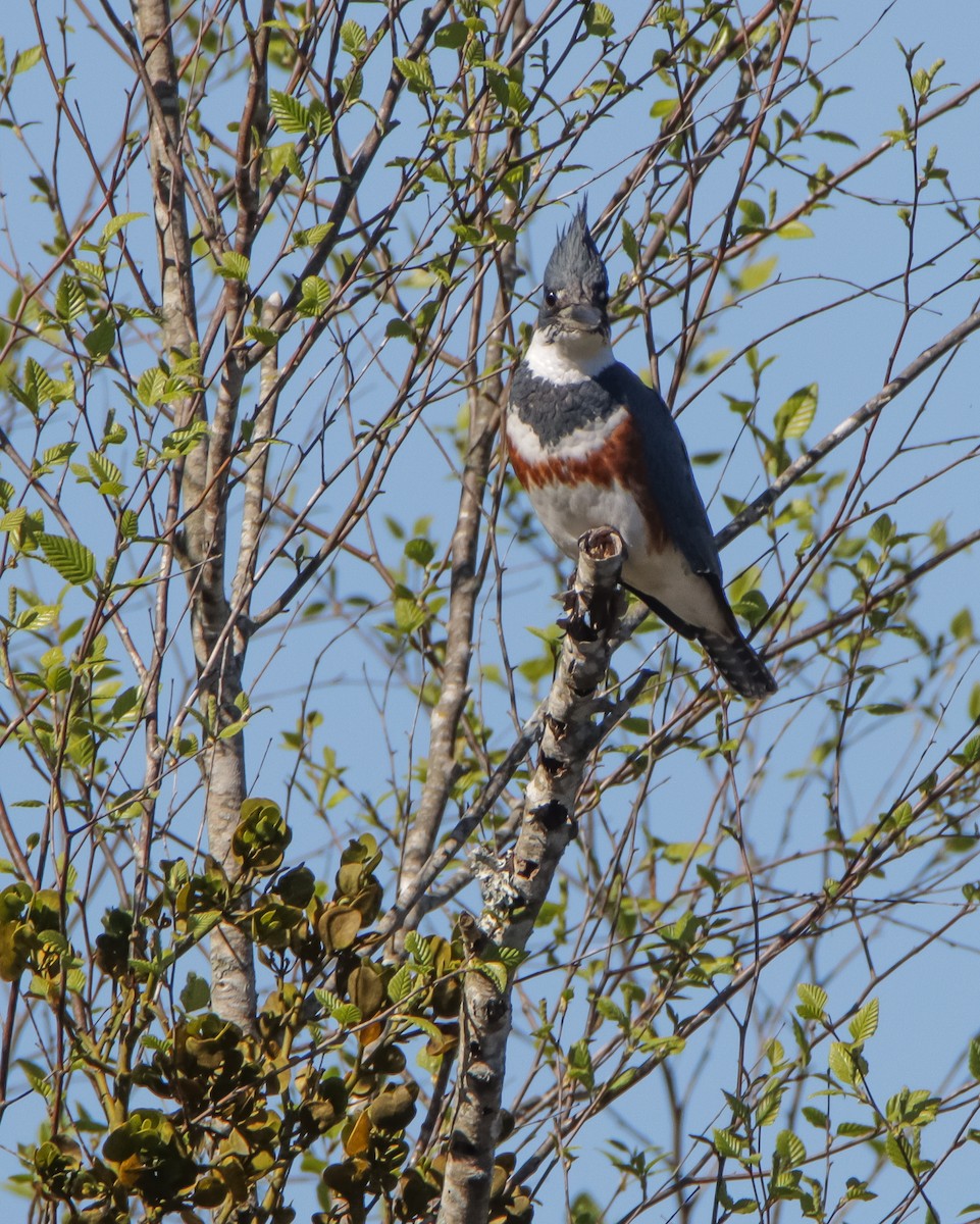 Belted Kingfisher - ML617103328