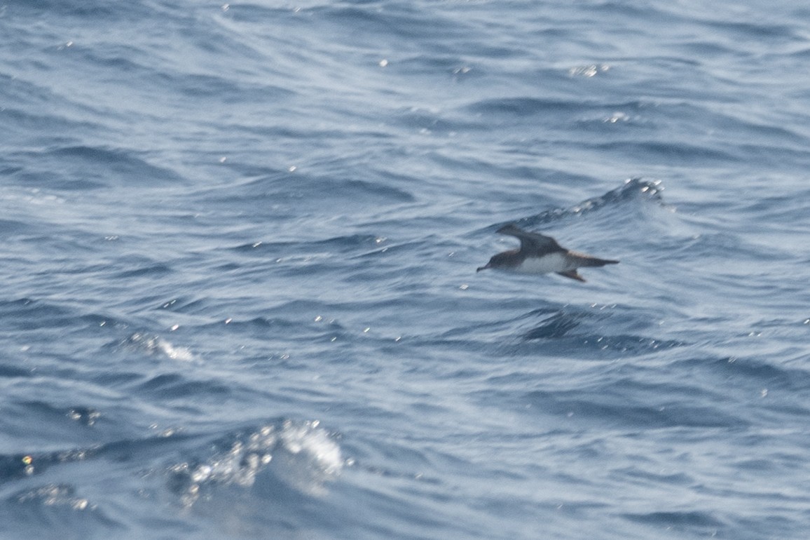 Pink-footed Shearwater - John Cahill xikanel.com