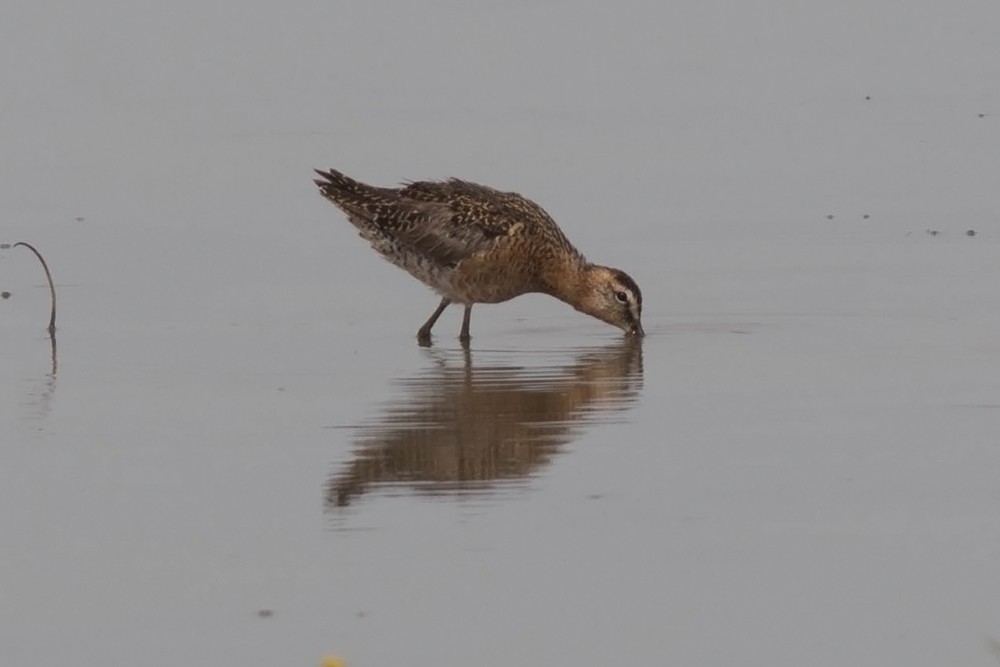Long-billed Dowitcher - ML61710361