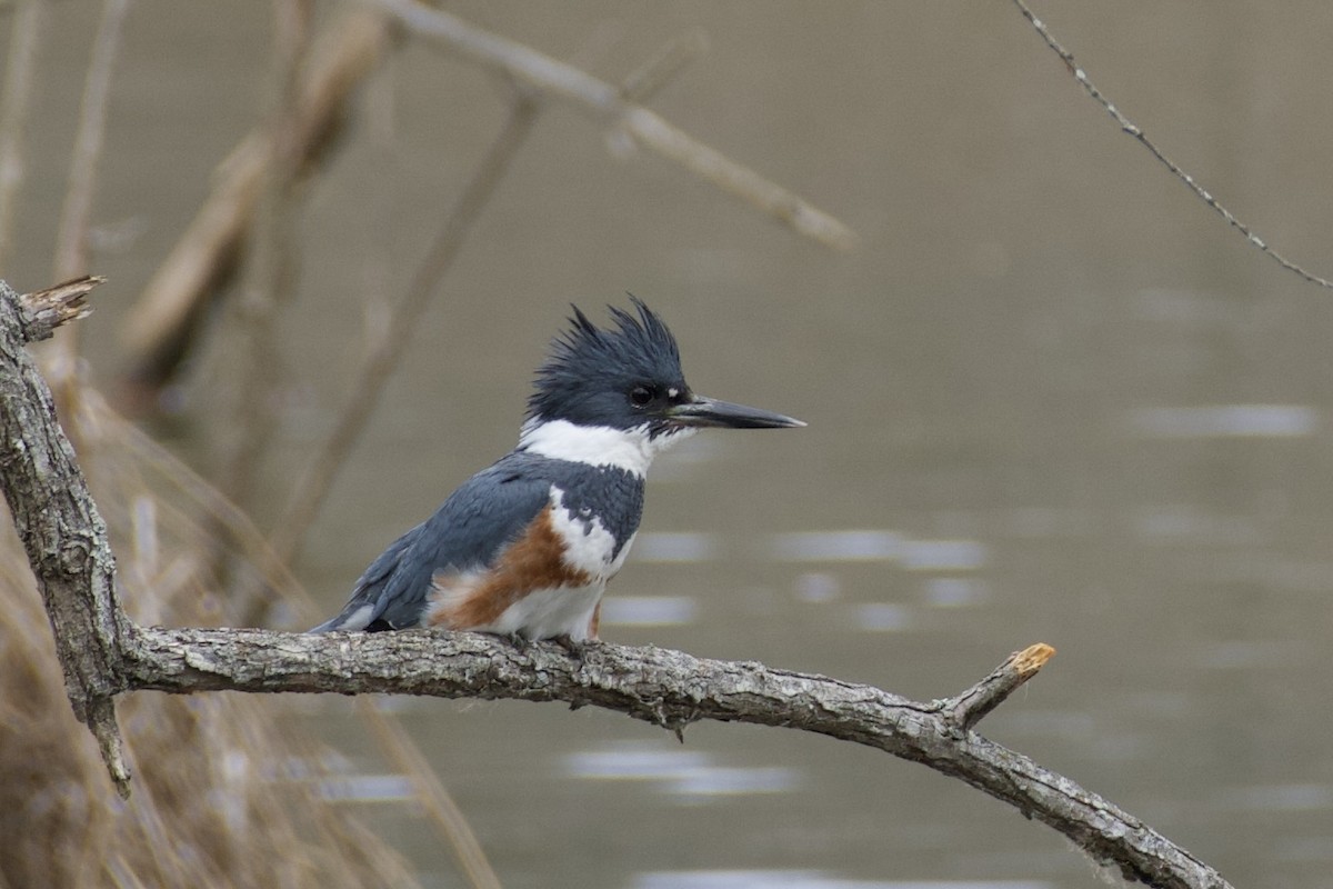 Belted Kingfisher - ML617103618