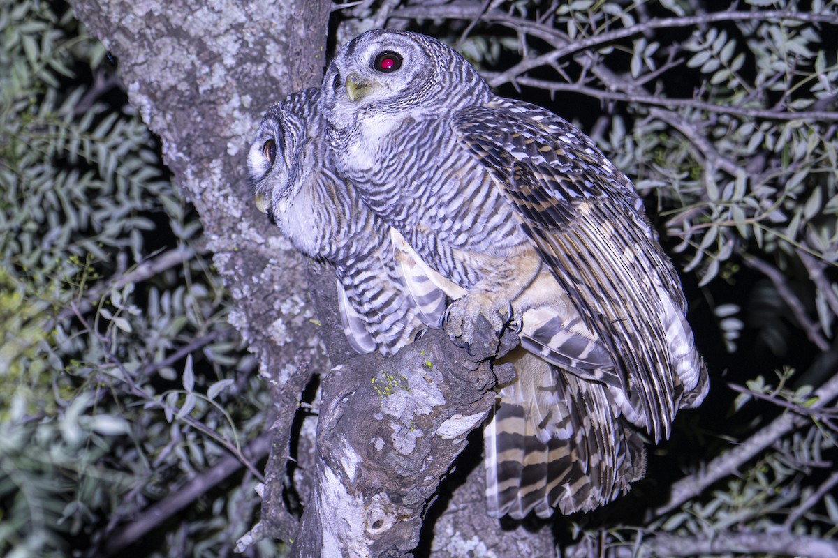 Chaco Owl - ML617103683