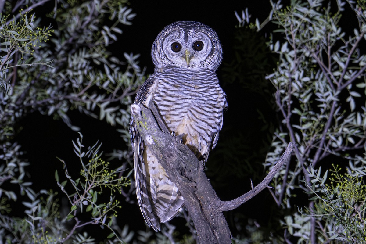 Chaco Owl - ML617103684