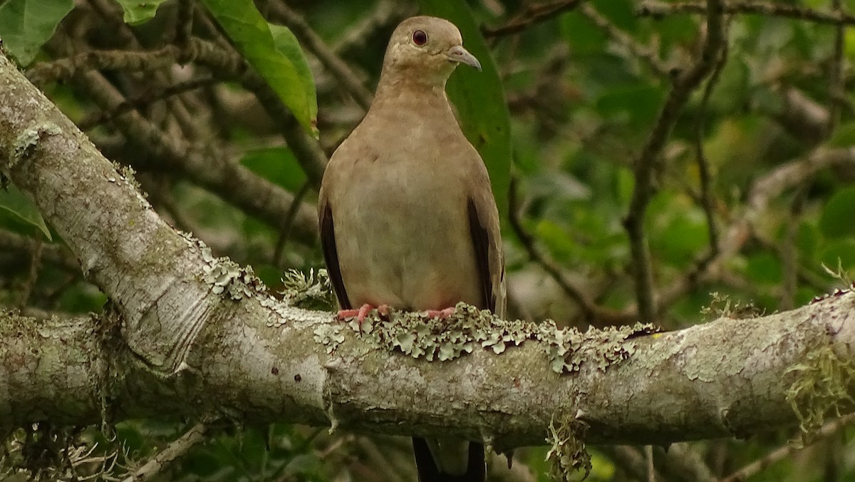 Ecuadorian Ground Dove - ML617103782