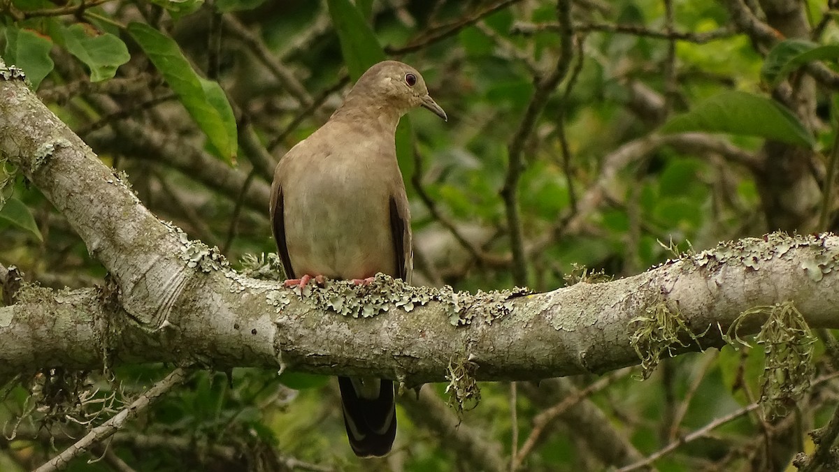 Ecuadorian Ground Dove - ML617103783