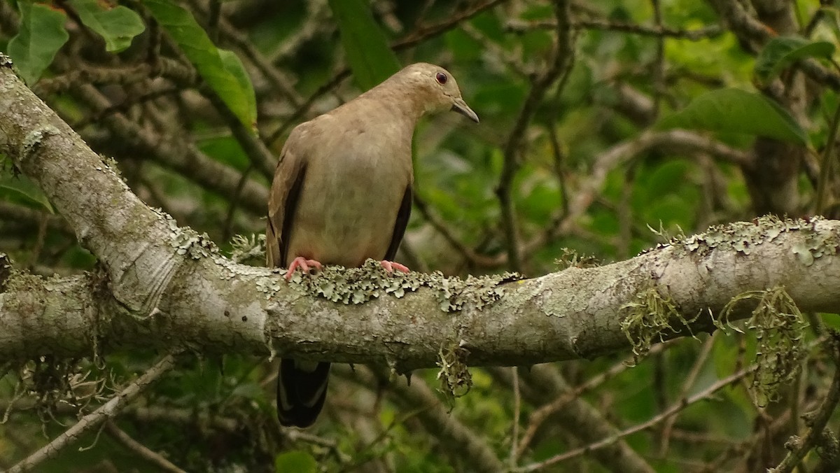 Ecuadorian Ground Dove - ML617103784