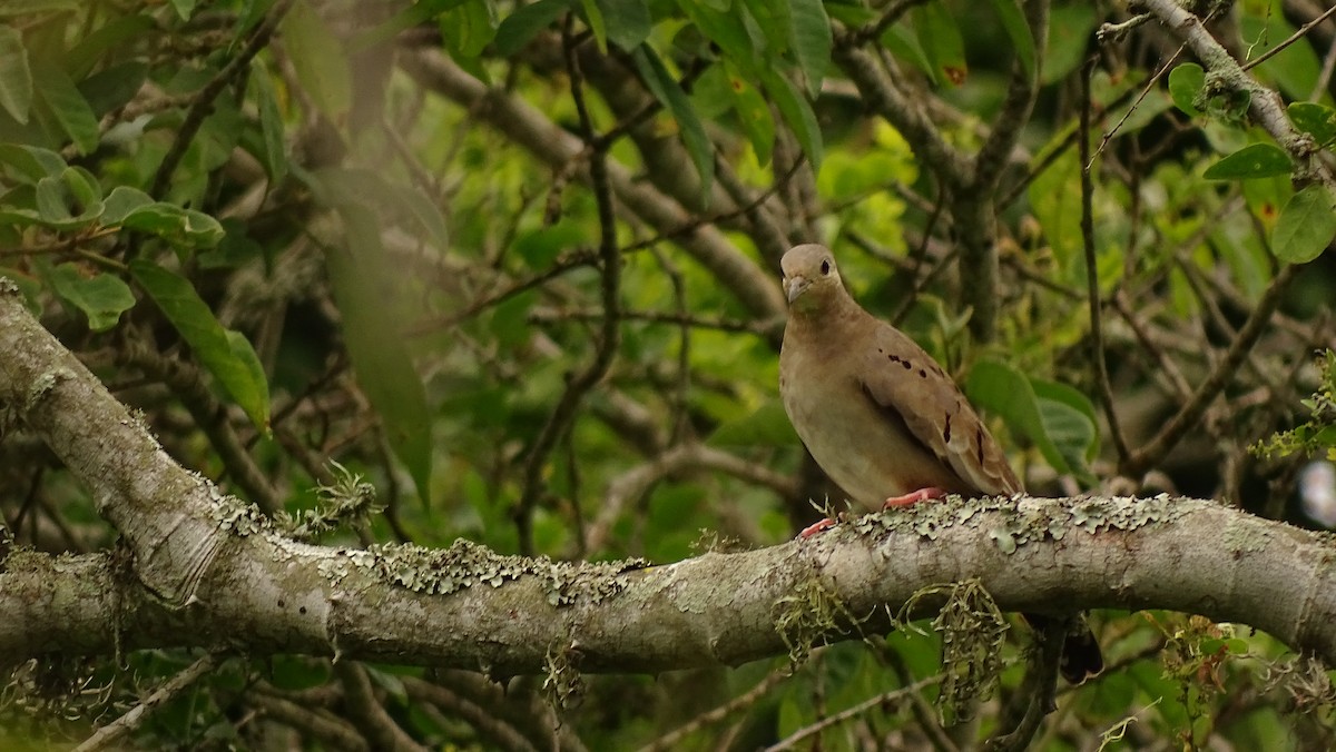 Ecuadorian Ground Dove - ML617103785