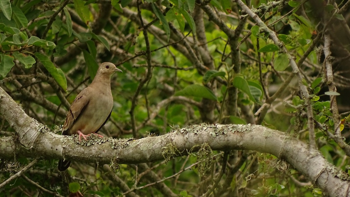 Ecuadorian Ground Dove - ML617103786
