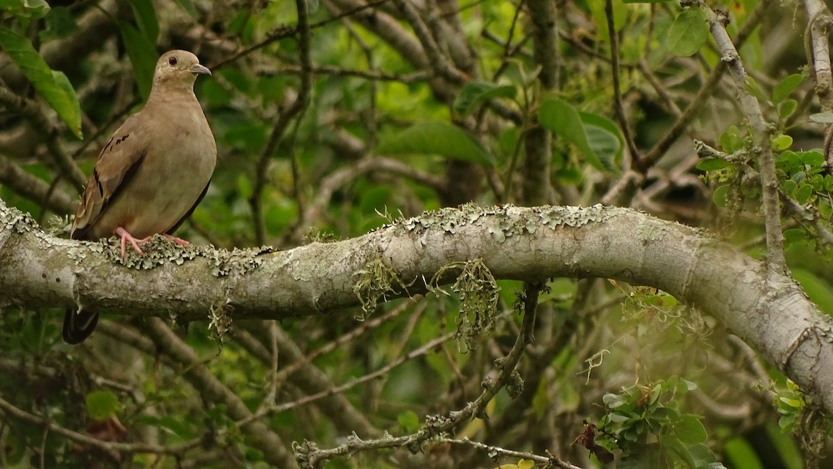Ecuadorian Ground Dove - ML617103787
