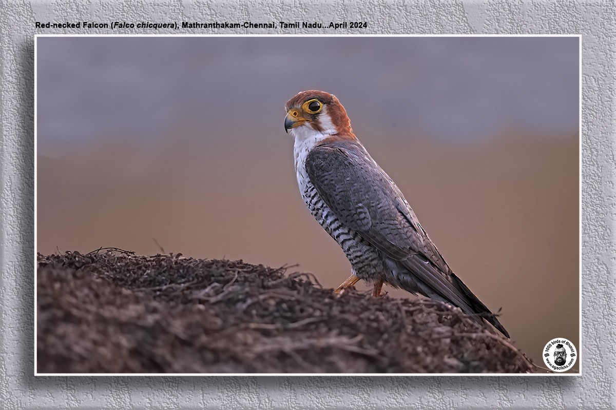 Red-necked Falcon - ML617103989