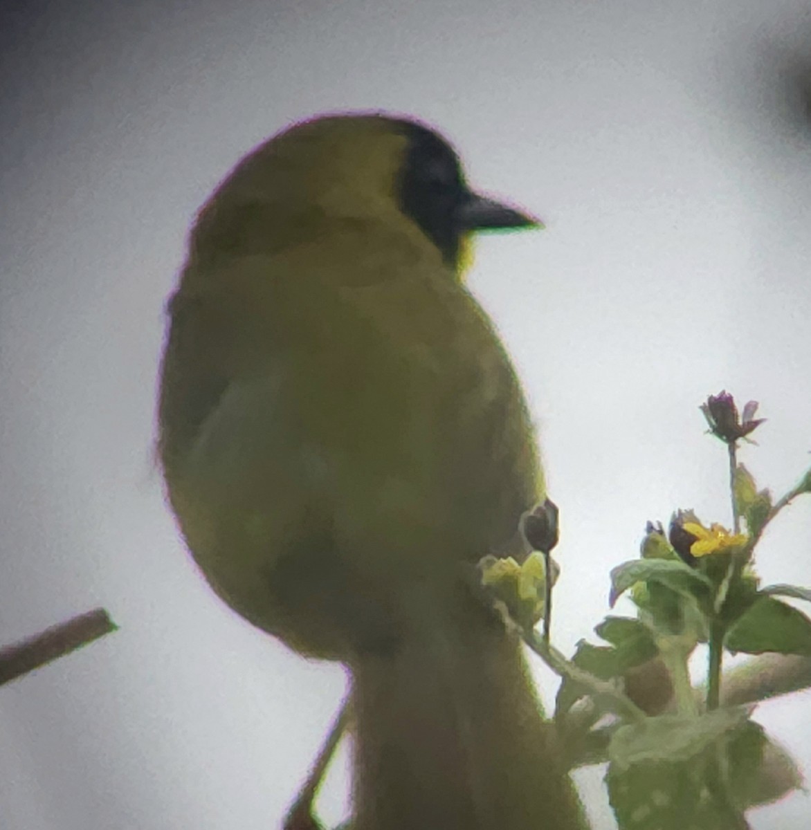 Olive-crowned Yellowthroat - ML617104165