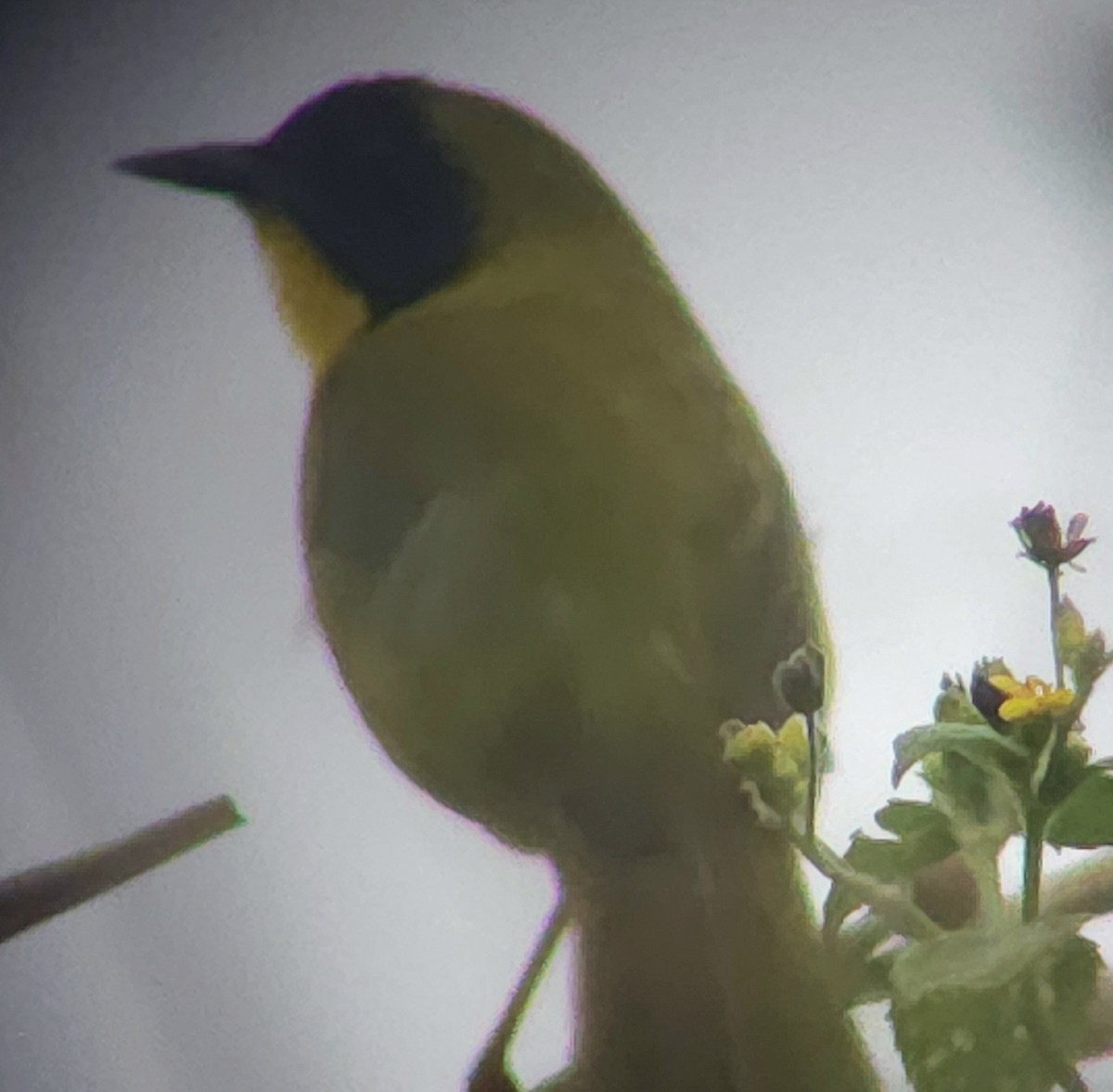 Olive-crowned Yellowthroat - ML617104166