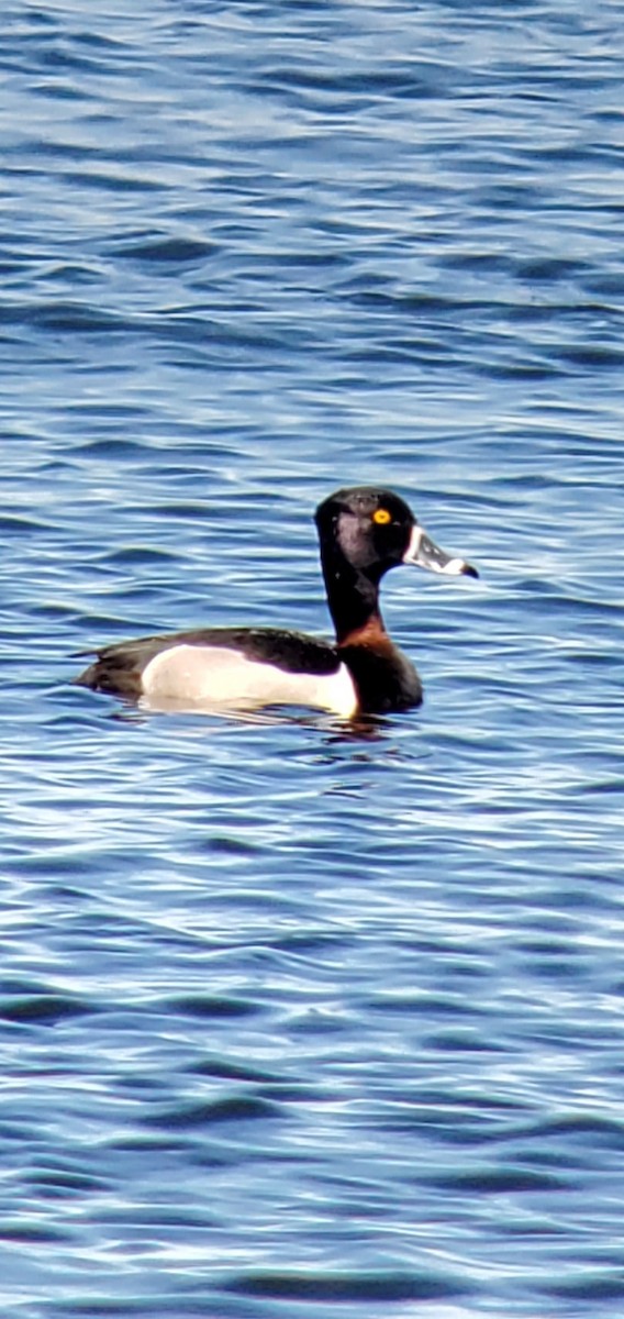Ring-necked Duck - ML617104256