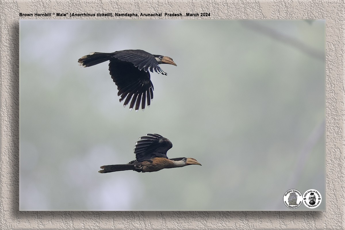 Brown Hornbill - Saravanan Janakarajan