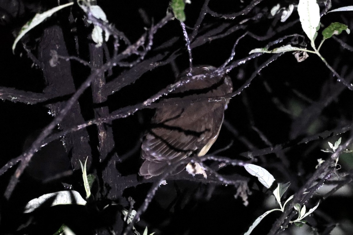 Unspotted Saw-whet Owl - ML617104314