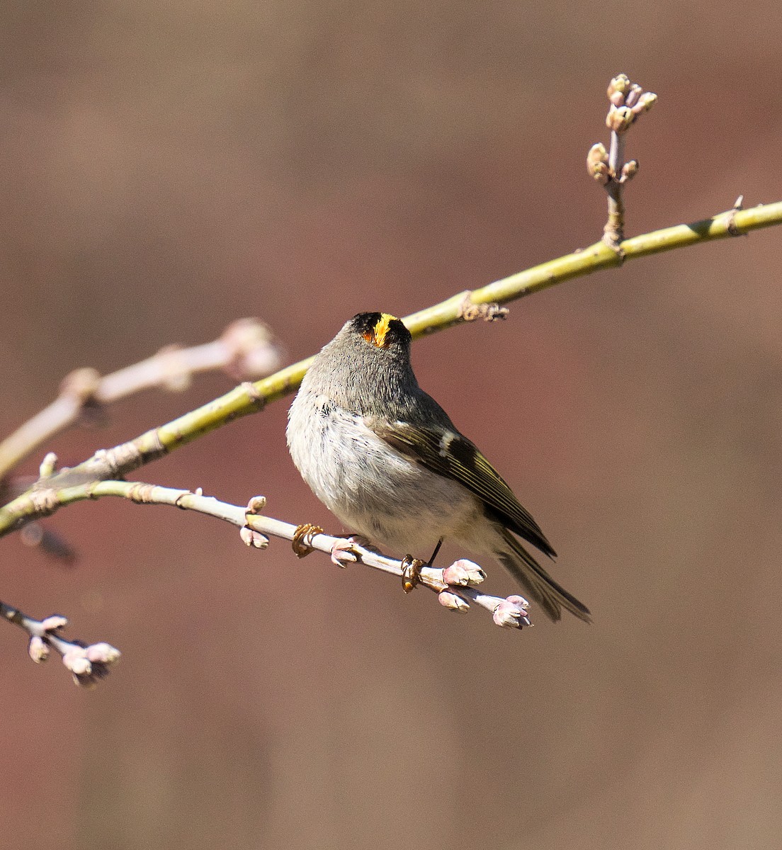 Ebird Checklist Apr Oak Park Dr Species