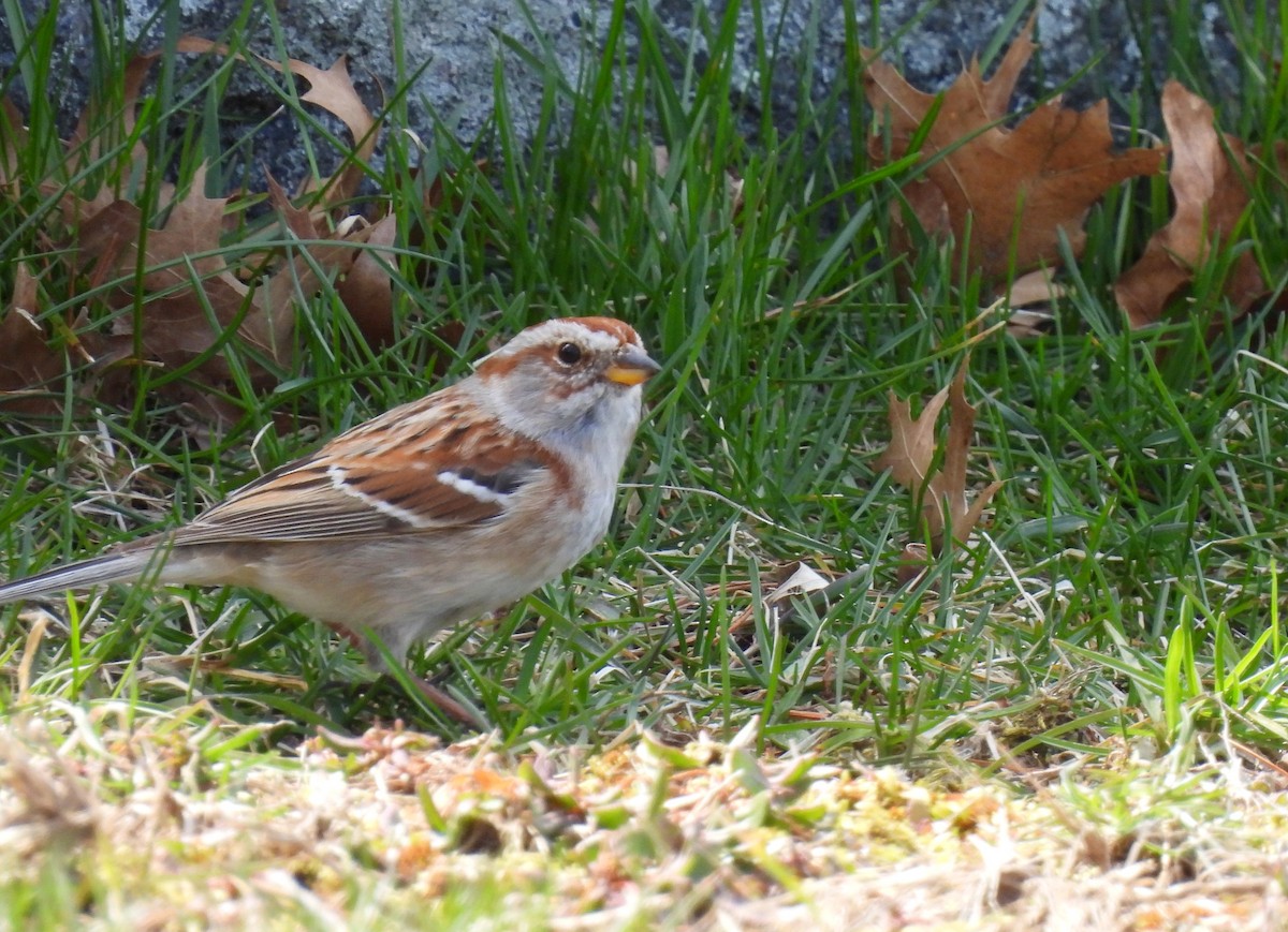 American Tree Sparrow - ML617104387