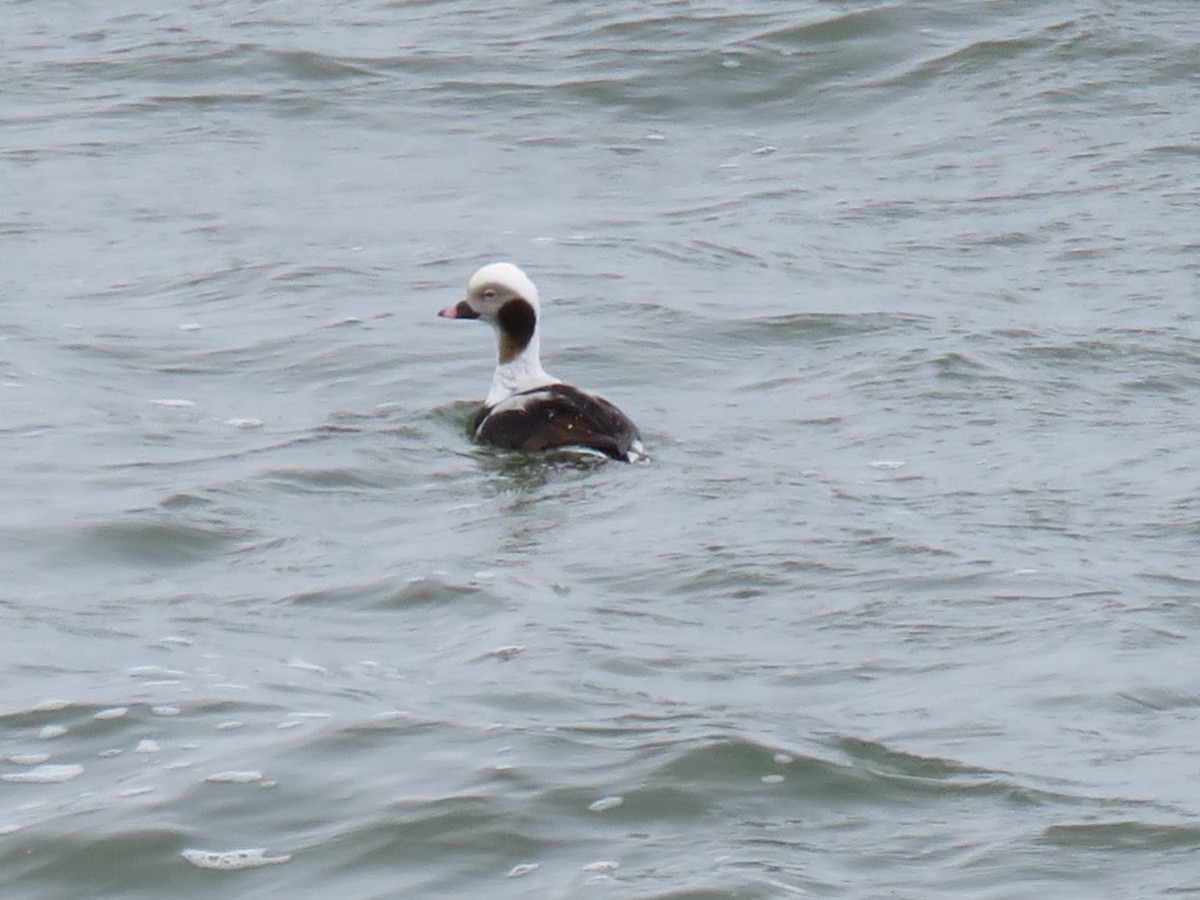 Long-tailed Duck - ML617104388