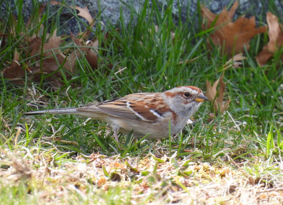 American Tree Sparrow - ML617104394