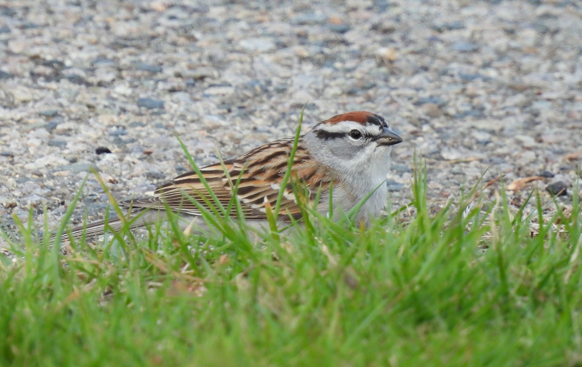 Chipping Sparrow - ML617104420