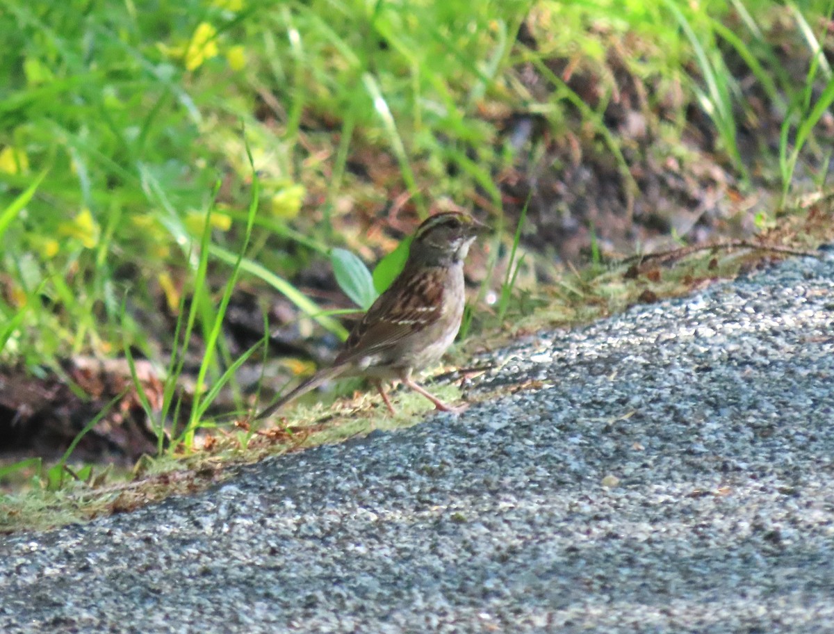 White-throated Sparrow - Chris Hayward
