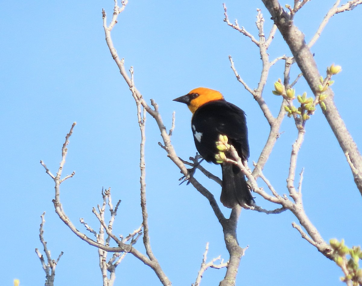 Yellow-headed Blackbird - ML617104450