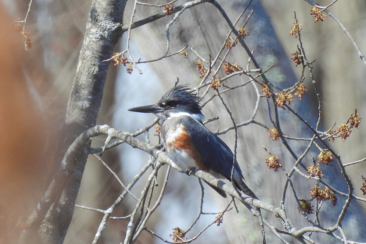Belted Kingfisher - ML617104463