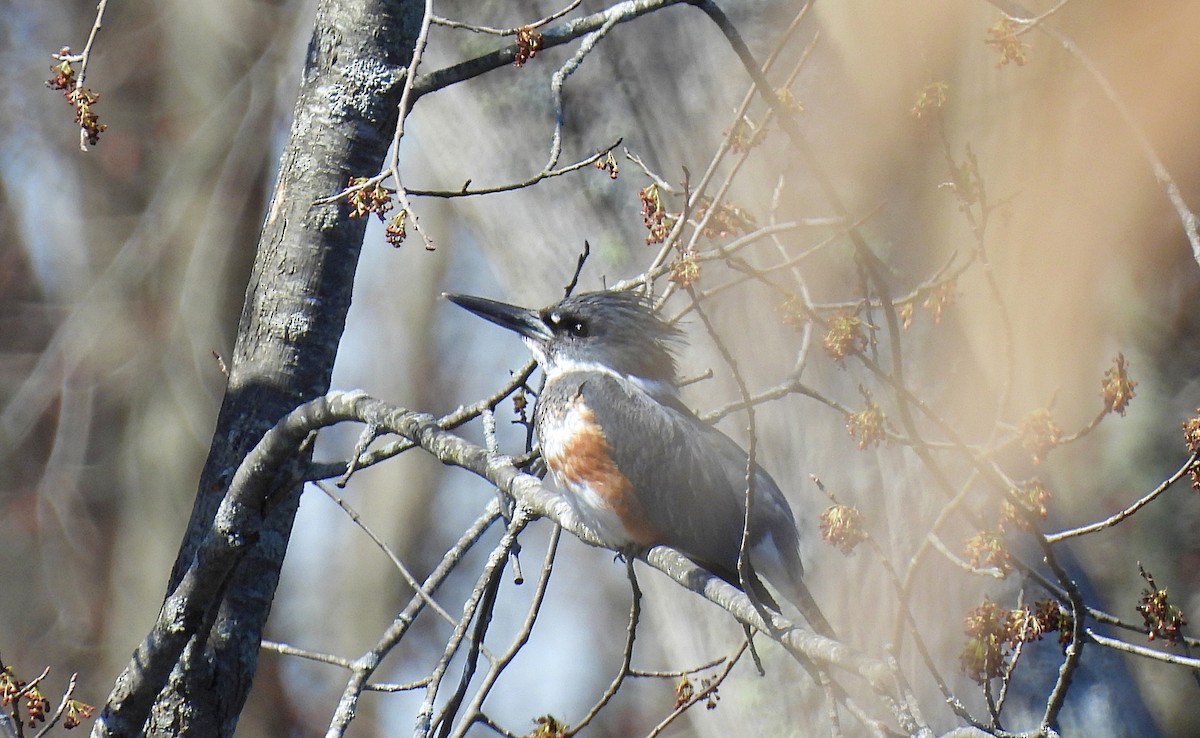 Belted Kingfisher - ML617104469