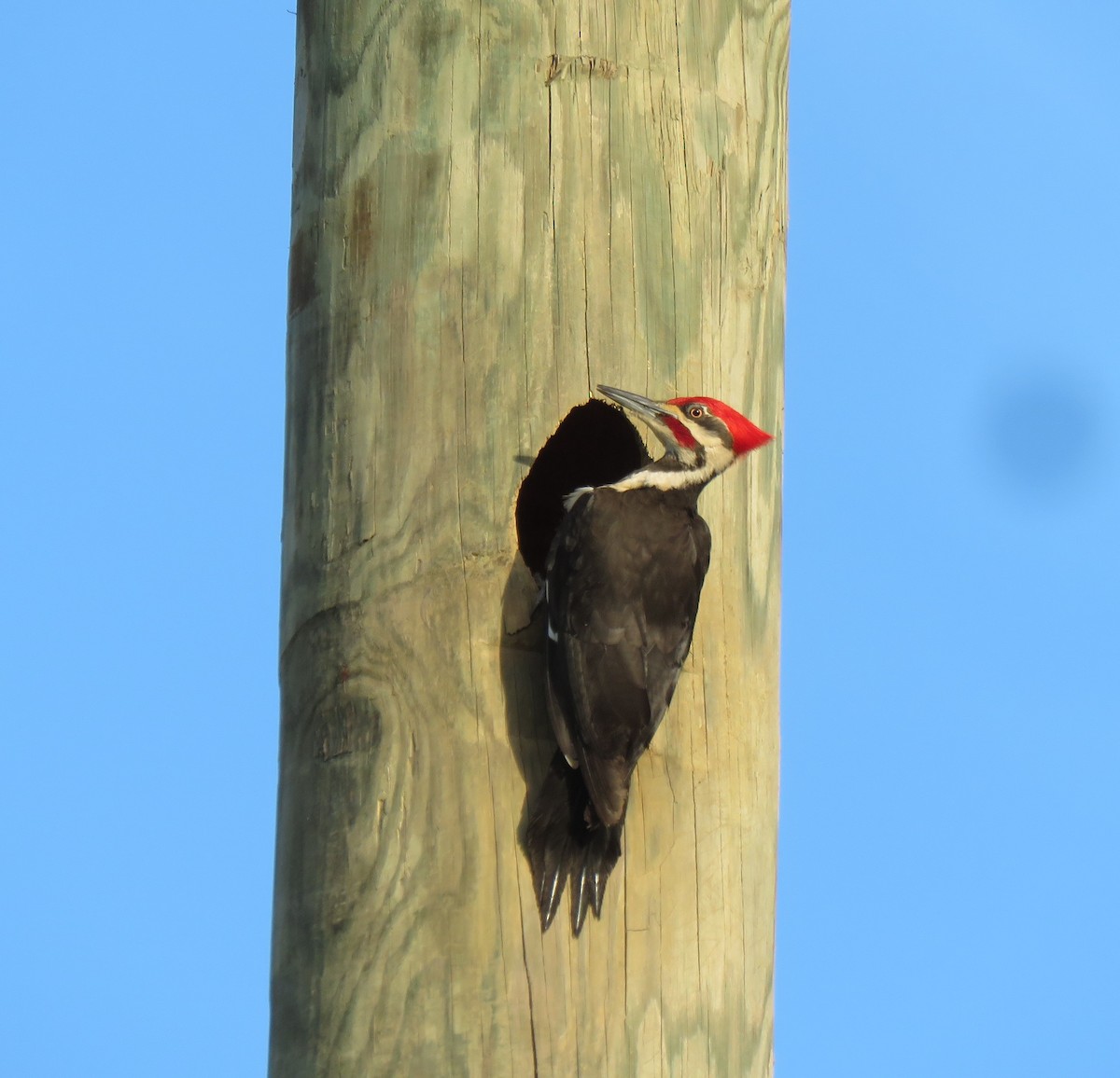 Pileated Woodpecker - ML617104489